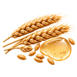 HYDROLYZED WHEAT PROTEIN