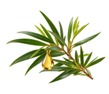 TEA TREE OIL